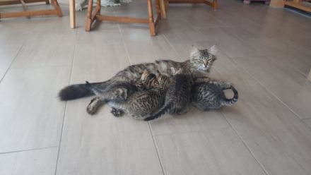 Unsere 2 reinrassigen Sibirischen Katzen (mit Stammbaum