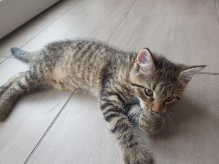 Unsere 2 reinrassigen Sibirischen Katzen (mit Stammbaum