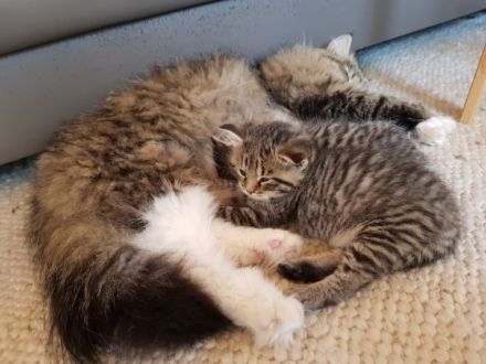 Unsere 2 reinrassigen Sibirischen Katzen (mit Stammbaum