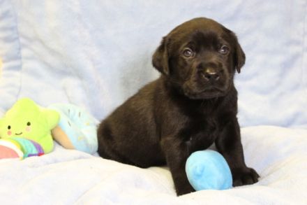 Labradorwelpen in schwarz und braun mit Ahnentafel