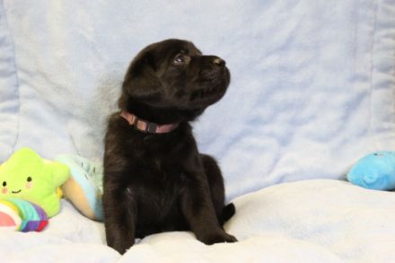 Labradorwelpen in schwarz und braun mit Ahnentafel