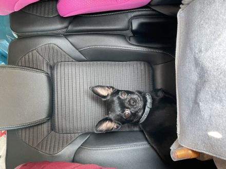 Jackson, Hi ich gebe schweren Herzens meinem makellosen