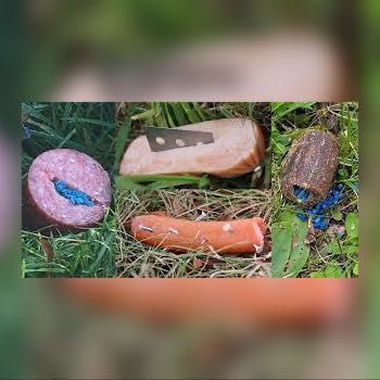 Anti-Giftköder-Training     Training für „Draußen-Staubsauger“