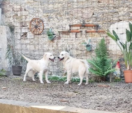 Hallo, Golden Retriever, Welpen