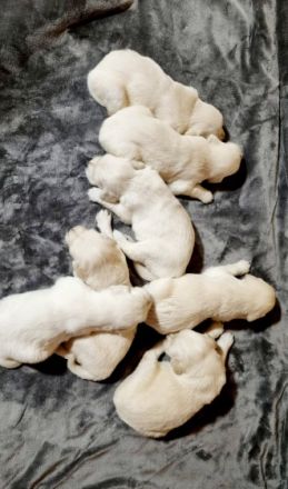 Hallo, Golden Retriever, Welpen