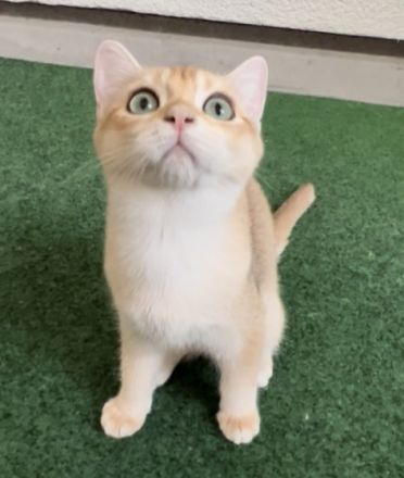 Hallo Katzenfreunde. Wir haben wunderschöne Kätzchen