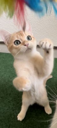 Hallo Katzenfreunde. Wir haben wunderschöne Kätzchen