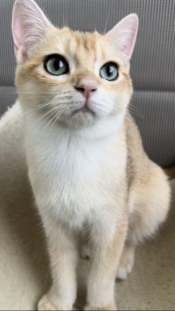 Hallo Katzenfreunde. Wir haben wunderschöne Kätzchen