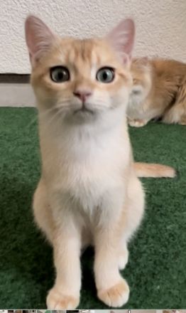 Hallo Katzenfreunde. Wir haben wunderschöne Kätzchen