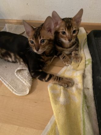 Hallo liebe Katzenfreunde, am 05.05.22 erblickten 4