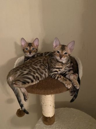 Hallo liebe Katzenfreunde, am 05.05.22 erblickten 4