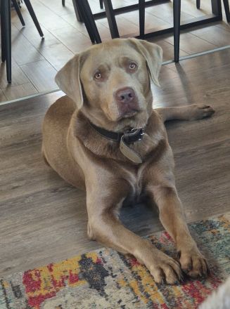 Labrador Silber Deckrüde