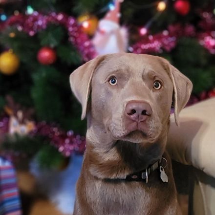 Labrador Silber Deckrüde