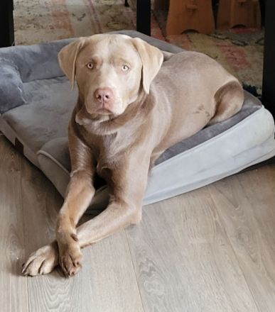 Labrador Silber Deckrüde