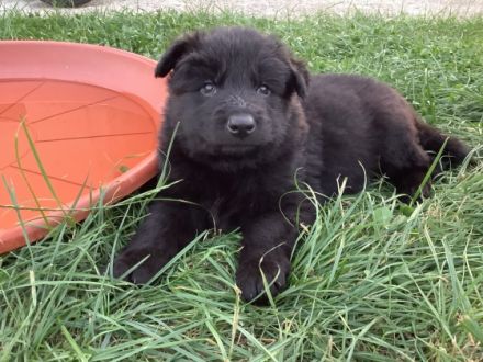 Hallo liebe Schäferhundfreunde! Aus unserem aktuellen