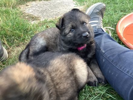 Hallo liebe Schäferhundfreunde! Aus unserem aktuellen