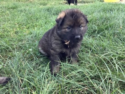 Hallo liebe Schäferhundfreunde! Aus unserem aktuellen