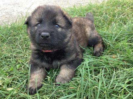 Hallo liebe Schäferhundfreunde! Aus unserem aktuellen