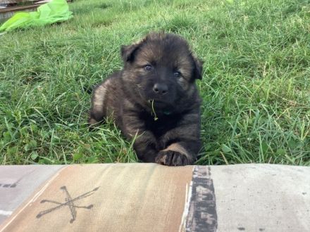 Hallo liebe Schäferhundfreunde! Aus unserem aktuellen