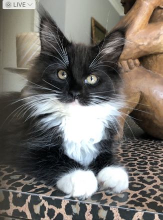 Hallo , Aditi sucht noch Ihre Familie . Sie ist optisch