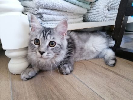 Unsere beiden reinrassigen Maine-Coon Kitten suchen