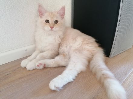 Unsere beiden reinrassigen Maine-Coon Kitten suchen
