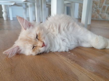 Unsere beiden reinrassigen Maine-Coon Kitten suchen