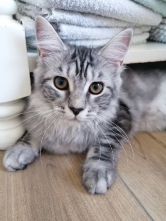 Unsere beiden reinrassigen Maine-Coon Kitten suchen