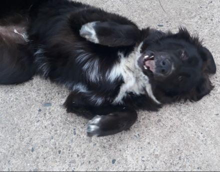 Lissy  Luzie, Lissy (hellblond) und Luzie (Lucy) 