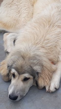 Lissy  Luzie, Lissy (hellblond) und Luzie (Lucy) 