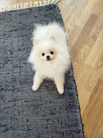 Wir suchen für den kleinen süßen Rüden "Macho" ein