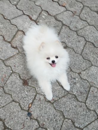 Wir suchen für den kleinen süßen Rüden "Macho" ein