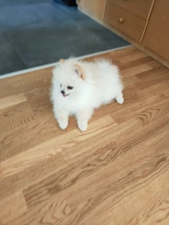 Wir suchen für den kleinen süßen Rüden "Macho" ein