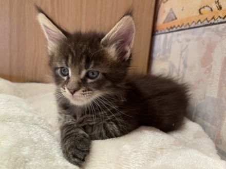 Hallo liebe Katzenliebhaber dieser ganz besonderen