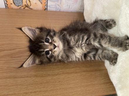 Hallo liebe Katzenliebhaber dieser ganz besonderen