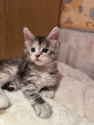 Hallo liebe Katzenliebhaber dieser ganz besonderen