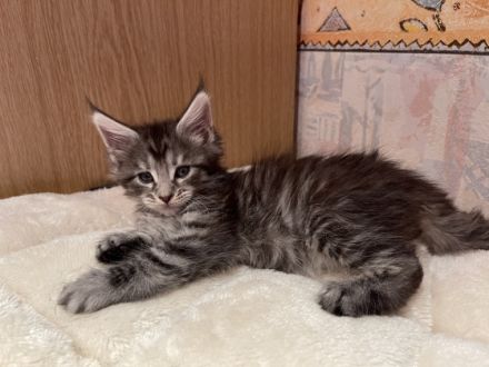 Hallo liebe Katzenliebhaber dieser ganz besonderen