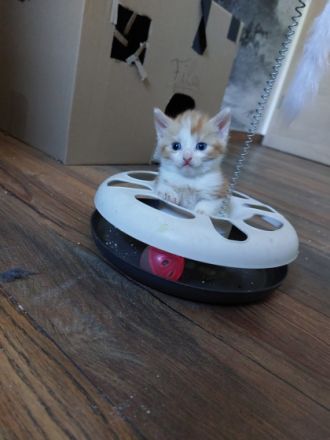 Hallo ihr Lieben verkauft werden unsere Katzen Babys