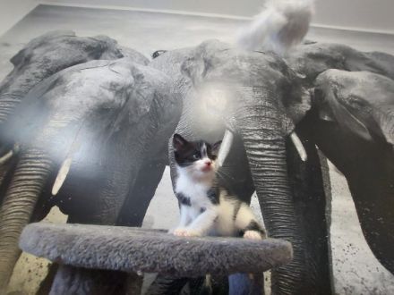 Hallo ihr Lieben verkauft werden unsere Katzen Babys