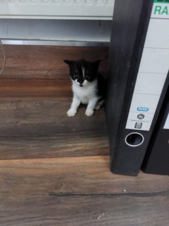 Hallo ihr Lieben verkauft werden unsere Katzen Babys