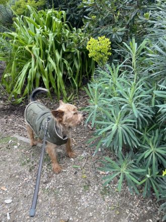 Yoki, Wir inserieren unseren Yorkshire Terrier da wir