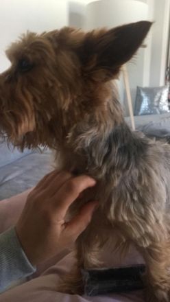 Yoki, Wir inserieren unseren Yorkshire Terrier da wir