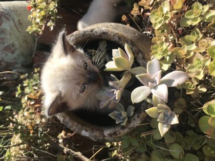 4 bestens sozialisierte gesunde reinrassige Thai Siam