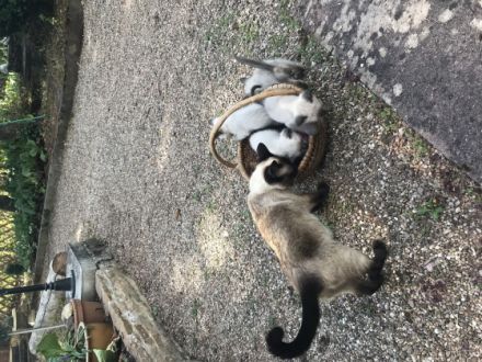 4 bestens sozialisierte gesunde reinrassige Thai Siam