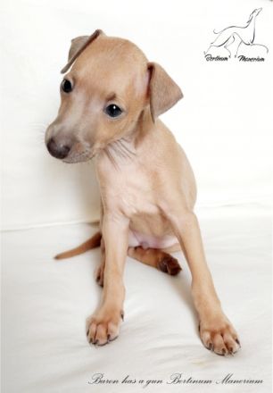 Nursery ‘Bertinum Manerium (Latvia) LKF/FCI is offering