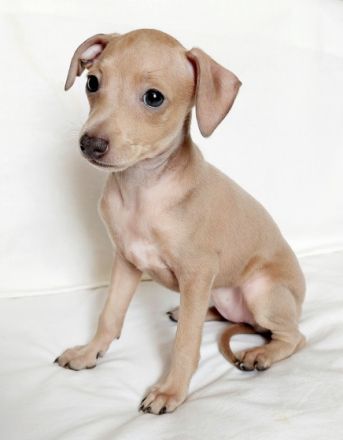 Nursery ‘Bertinum Manerium (Latvia) LKF/FCI is offering