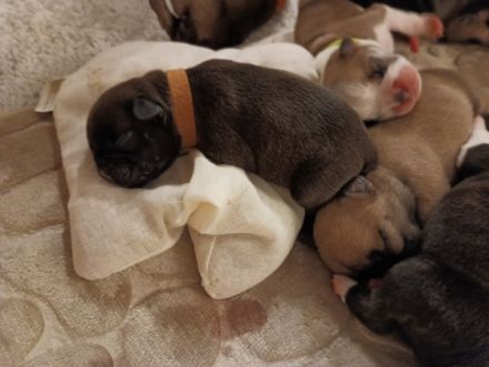 Unsere Welpen haben am 17. und am 18.08. das Licht der