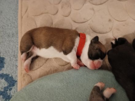 Unsere Welpen haben am 17. und am 18.08. das Licht der