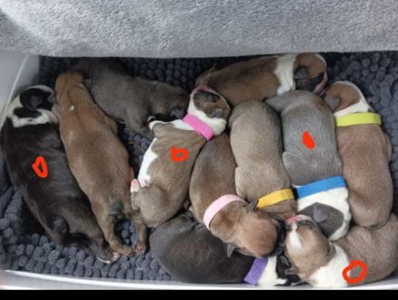 Unsere Welpen haben am 17. und am 18.08. das Licht der