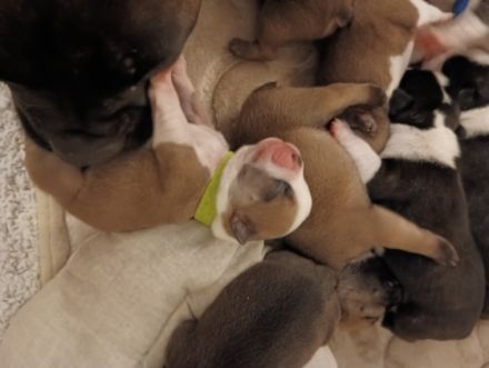 Unsere Welpen haben am 17. und am 18.08. das Licht der